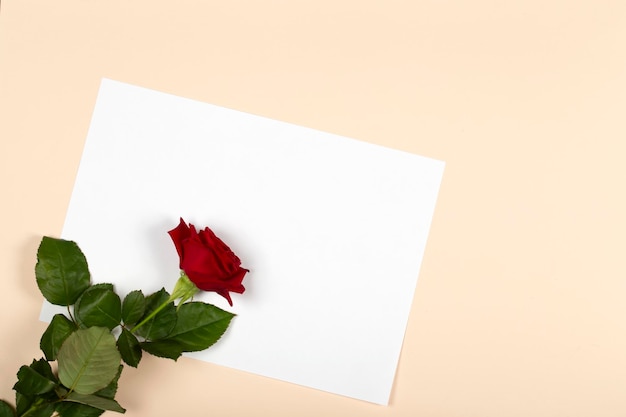 Auf einem beigen Hintergrund eine schöne Blume und ein weißes leeres Blatt Rote Rose auf einem weißen Blatt Papier