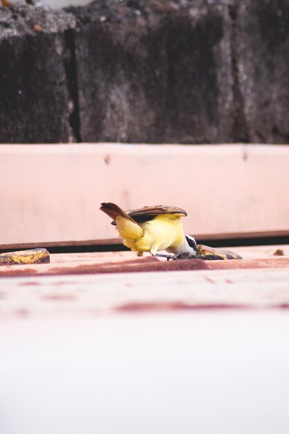 Foto auf einem dach steht ein vogel mit gelbem kopf.