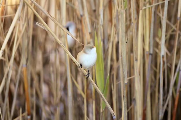 Auf einem dünnen Schilfrohr sitzt das Weibchen Bartwickel (Panurus biarmicus). Das Männchen versteckte sich hinter ihr. Detailaufnahme von Vögeln