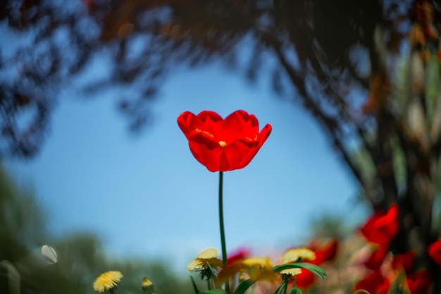 Auf einem fabelhaft verschwommenen Hintergrund wächst eine rote Tulpenblume