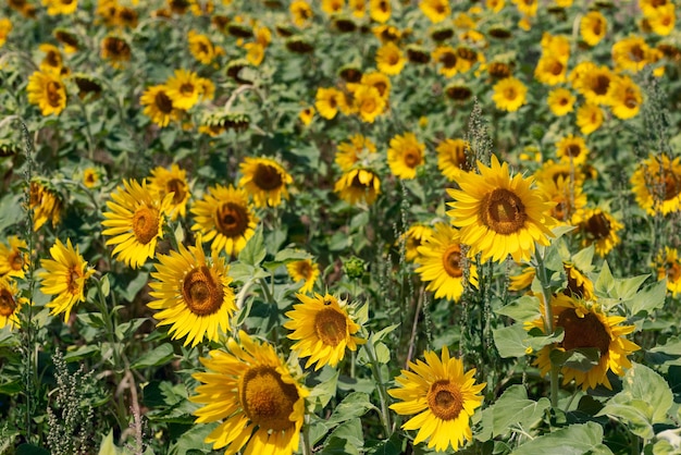 Auf einem Feld mit jungen Sonnenblumen wächst eine große Menge eines Unkrauts namens Chenopodium album