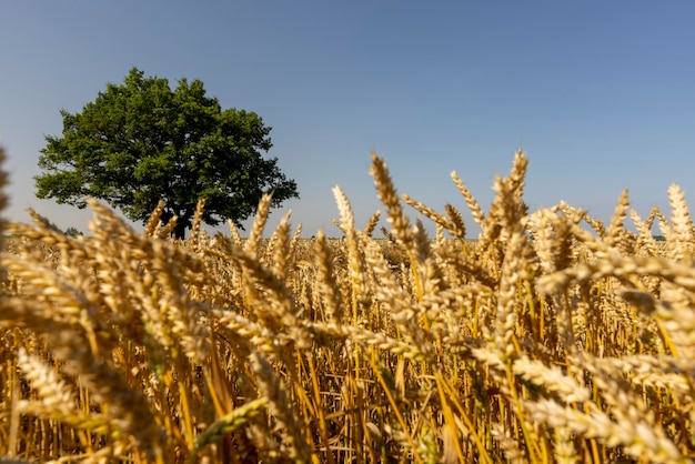 Auf einem Feld mit Weizen wachsen