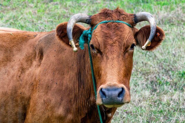 Foto auf einem feld steht eine kuh mit hörnern und einem grünen seil.