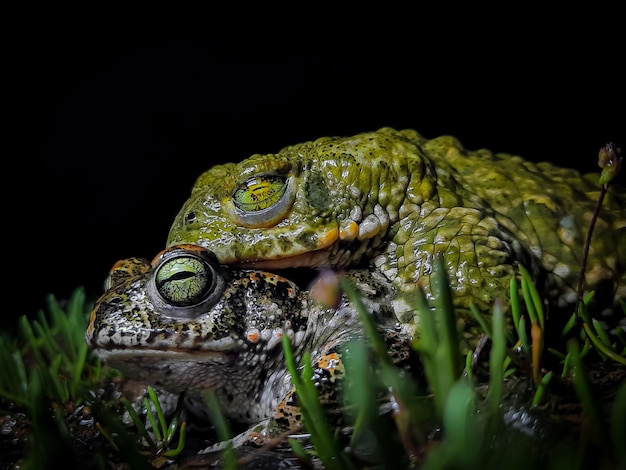 Auf einem Frosch sitzt ein grün-schwarzer Frosch mit gelbem Auge und grünem Kopf.