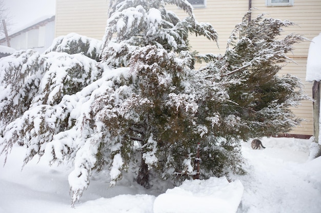 Auf einem hohen Wacholderbaum liegt viel flauschiger Schnee