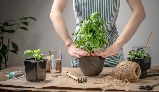 Auf einem Holztisch Gartengeräte Boden Person in einer Schürze pflanzt eine grüne Pflanze in einen Topf Landwirtschaftliches Konzept Jungpflanzen pflegen Setzlinge und Hobby