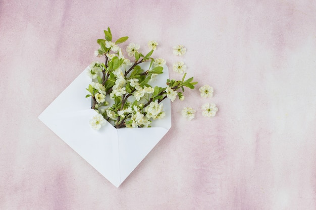 auf einem rosa Hintergrund in einem Umschlag von Kirschzweigen