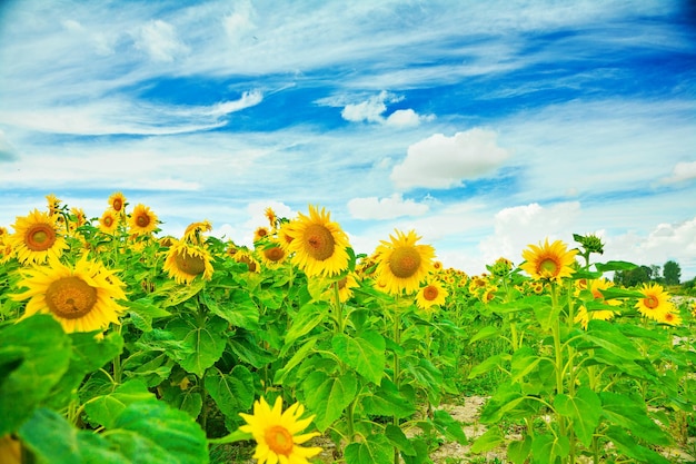 Auf einem Sonnenblumenfeld