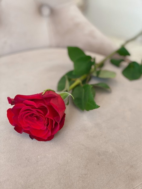 Auf einem Stuhl liegt eine rote Rose. Eine schöne Blume für ein romantisches Geschenk