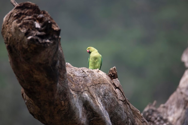 Auf einem toten Baum sitzende Parakeet mit Rosengläsern Grüner Papagei