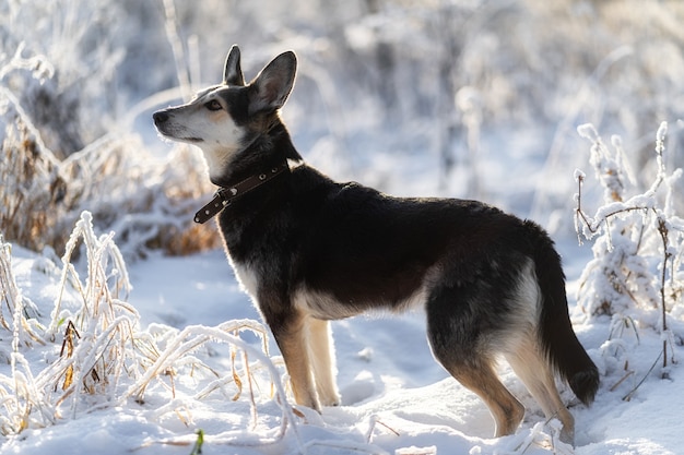 Auf einem Wintermorgenspaziergang blieb der Hund stehen, um seinen Besitzer anzusehen