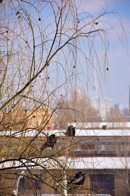 Auf einer Birke sitzen mehrere von der Sonne beleuchtete schwarze Krähen auf Ästen. Vor der Kulisse von Stadthäusern im Schnee und blauem Himmel