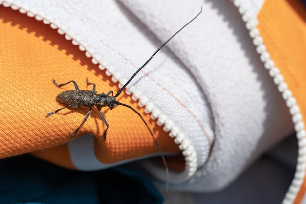 Auf einer gelben Jacke sitzt ein Käfer mit langem Schnurrbart Ein bronzener Kieferbarbenmonohamus kriecht auf der Kleidung eines Touristen Der Käfer ist ein Schädling von Nadelwäldern Schäden an der industriellen Abholzung