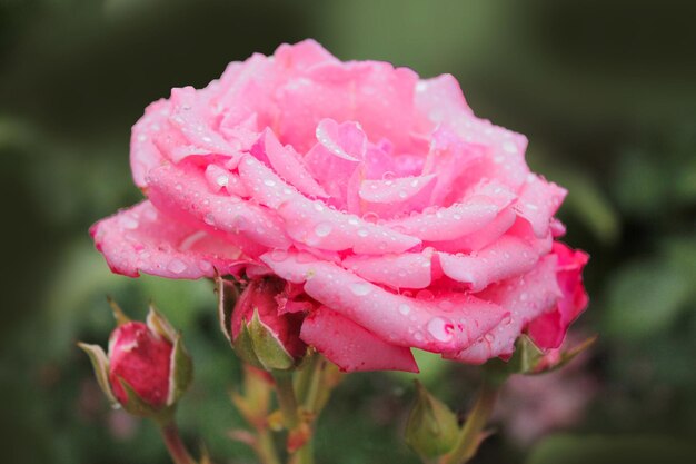 Auf einer zarten Rose glänzen transparente Tautropfen