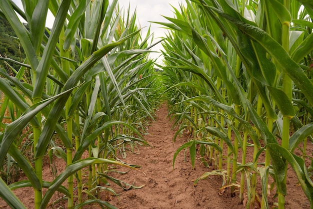 Auf Maisfeldern kultivierte Maiskolben beginnen im Sommer mit der Ernte von landwirtschaftlichen Pflanzen für die Ernährung