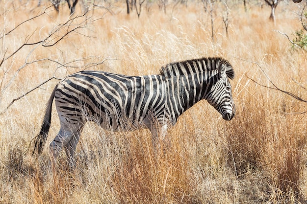 Auf Safari in einem südafrikanischen Wildreservat fotografiert