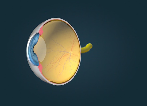 Aufbau des menschlichen Auges und Anatomie des Sehens