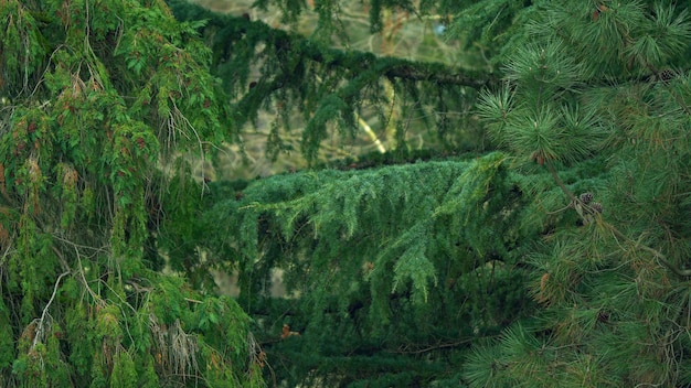 Aufforstung und Waldkonzept grüne natürliche Nadelbaumzweige mit Nadeln noch