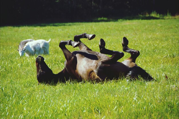 Aufgedrehtes Pferd auf einem grasbewachsenen Feld mit Schafen, die im Hintergrund weiden