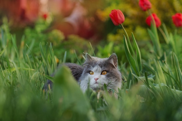 Aufgeregte Katze ist zum ersten Mal draußen im Garten