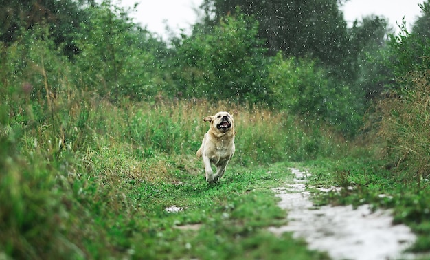 Aufgeregter Labrador Retriever, der an einem regnerischen Tag auf einem grasbewachsenen Weg läuft und dabei Spaß in der Natur hat