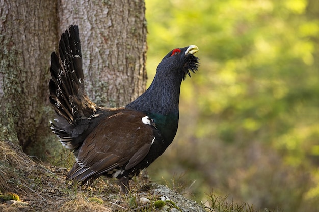 Aufgeregtes westliches Auerhuhn, das auf einem Boden nahe Baum im Herbstwald leckt