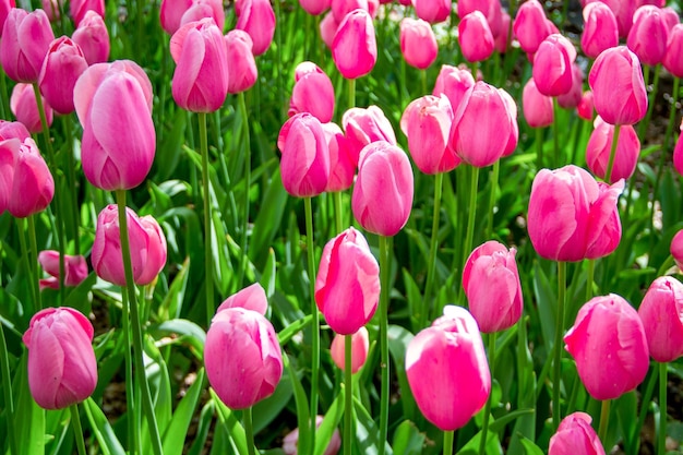 Aufnahme der schönen rosa Tulpen zur Frühlingszeit