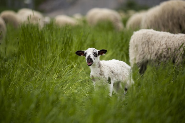 Aufnahme des Lamms in einem schönen und großen Bauernhof mit großen im Hintergrund