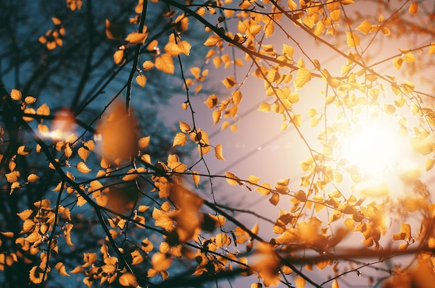 Aufnahme durch Birkenblätter gegen die Sonne