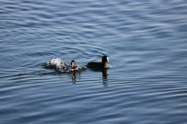 Aufnahme von Enten, die auf dem ruhigen, sauberen Wasser schwimmen