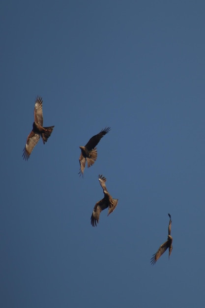 Foto aufnahmen von booted eagles, die abends unter dem blauen himmel fliegen