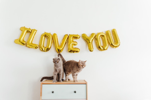 Aufschrift ICH LIEBE DICH aus Luftballons an der weißen Wand Süße Katzen sitzen auf der Kommode