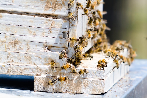 Aufstellung von Bienenstöcken am neuen Standort.