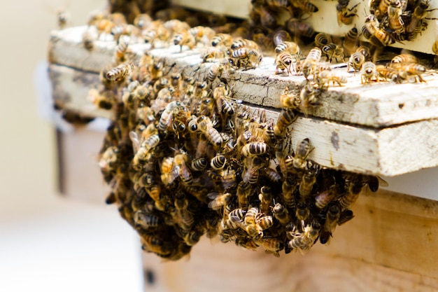 Foto aufstellung von bienenstöcken am neuen standort.