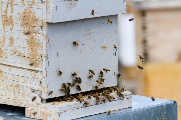 Aufstellung von Bienenstöcken am neuen Standort.