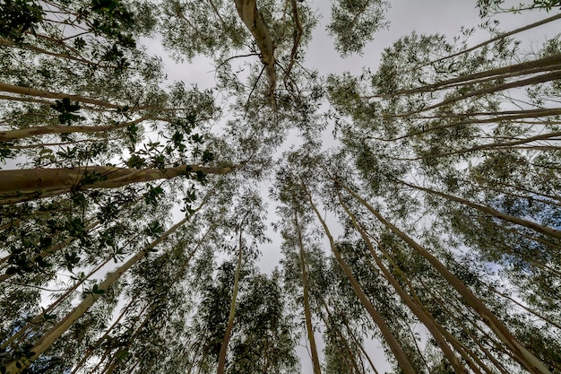 Aufwärts Ansicht einiger Eukalyptusbäume über einem bewölkten Himmel.