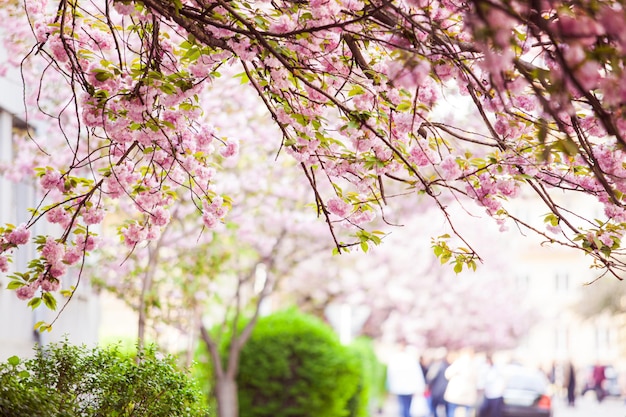 Aufwärtsansicht des blühenden Sakura-Baums mit Ästen, die am Boden hängen Frühlingsbäume und -büsche im Hintergrund verwischt