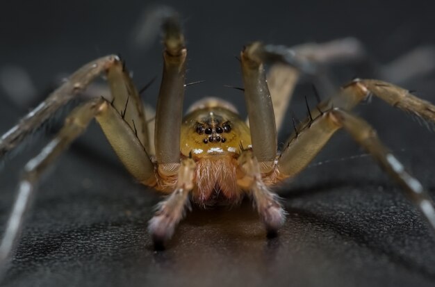 Augen Haare schwarz Garten Web nehmen