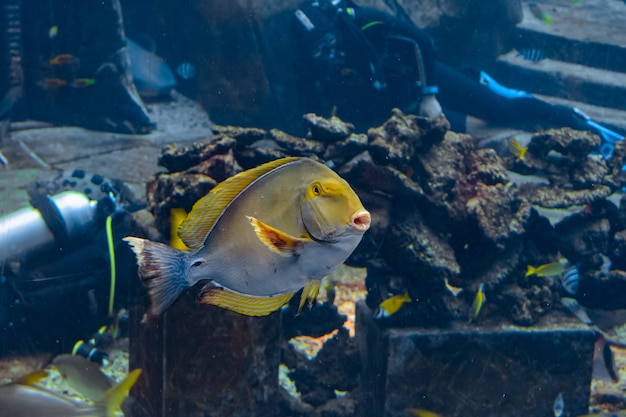 Augenstreifen-Doktorfisch (Acanthurus xanthopterus) oder Gelbflossen-Doktorfisch (Acanthurus dussumieri) im Aquarium Atlantis, Sanya City, Insel Hainan, China.