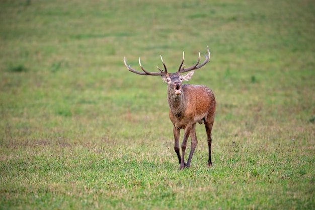 Aullidos de ciervo ciervo caminando hacia adelante en otoño