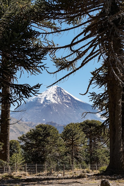 Auracarias tendo ao fundo o vulcão Lanin Vertical photo