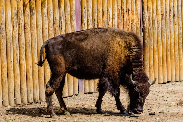 Foto auroch bison bonasus em um curral na fazenda