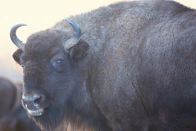 Foto aurochs bisonte en la naturaleza / temporada de invierno, bisonte en un campo nevado, un gran búfalo toro