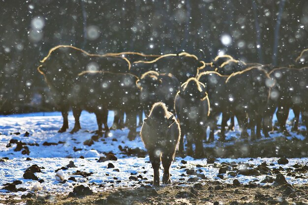 Foto aurochs bisonte en la naturaleza temporada de invierno, bisonte en un campo nevado, un gran búfalo toro