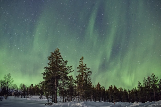 aurora boreal sobre uma floresta de neve