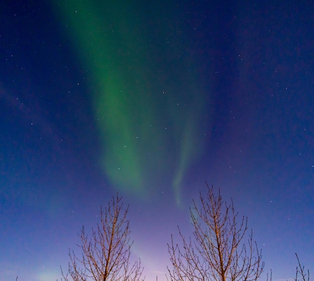 Aurora boreal verde e roxa entre a silhueta de duas árvores na islândia com o céu azulado