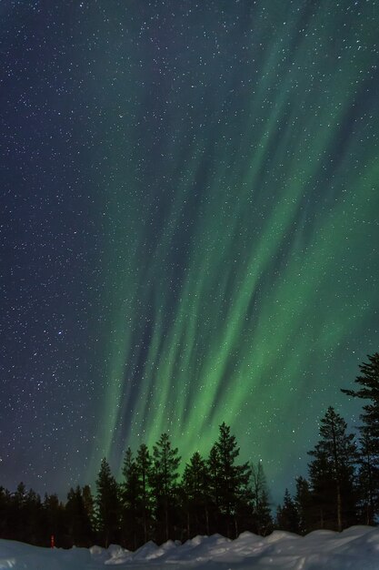 aurora boreal en vertical detrás de los árboles