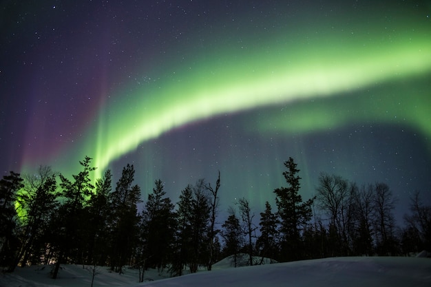 Las auroras boreales cubren todo el cielo detrás de un bosque nevado