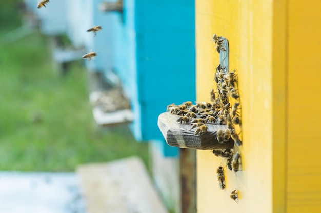 Aus dem Bienenstock schleichen sich die Bienen heraus.