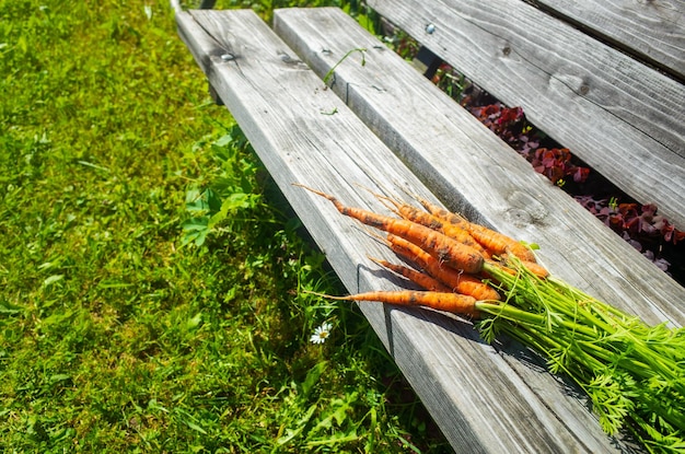 Aus dem Garten gesammelte Karotten liegen auf einer Holzbank Plantagenarbeit Herbsternte und gesundes Bio-Lebensmittelkonzept aus nächster Nähe